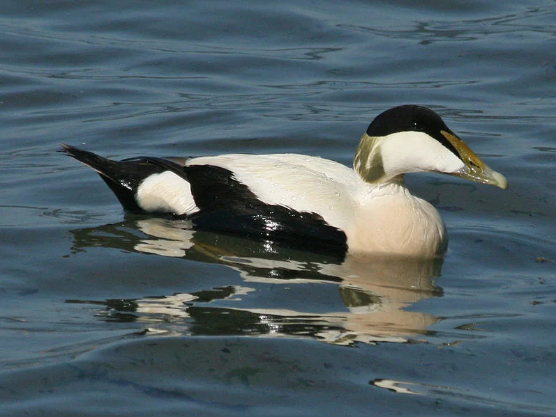 Common Eider (Dick Daniels)