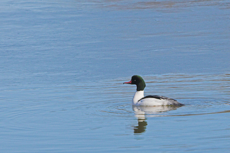 Common Merganser (Thermos)