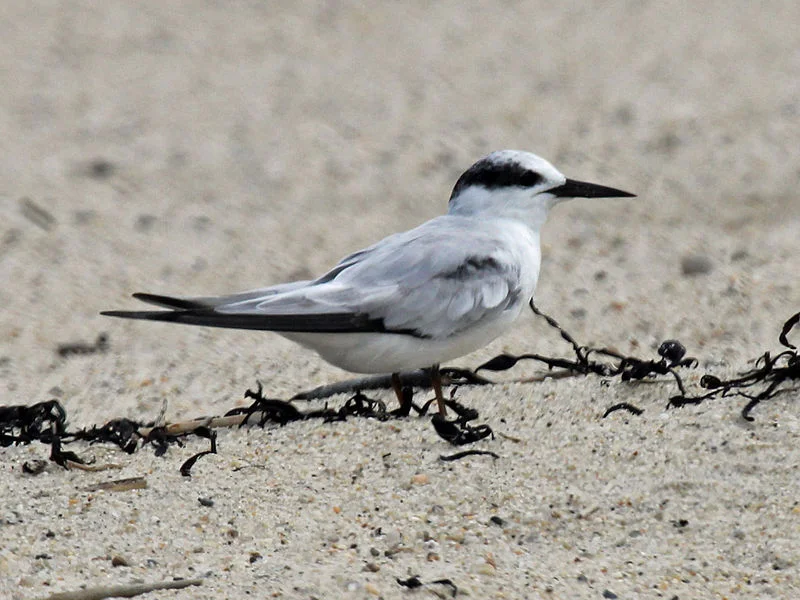 Common Tern (Dick Daniels)