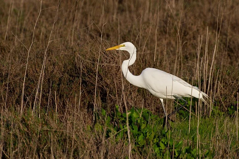 Great Egret (Don DeBold)