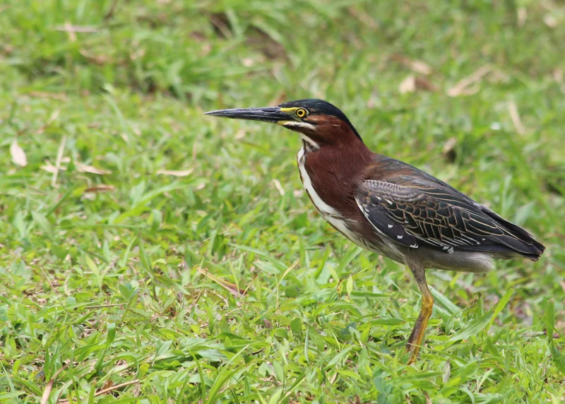 Green Heron (Benjamin Keen)