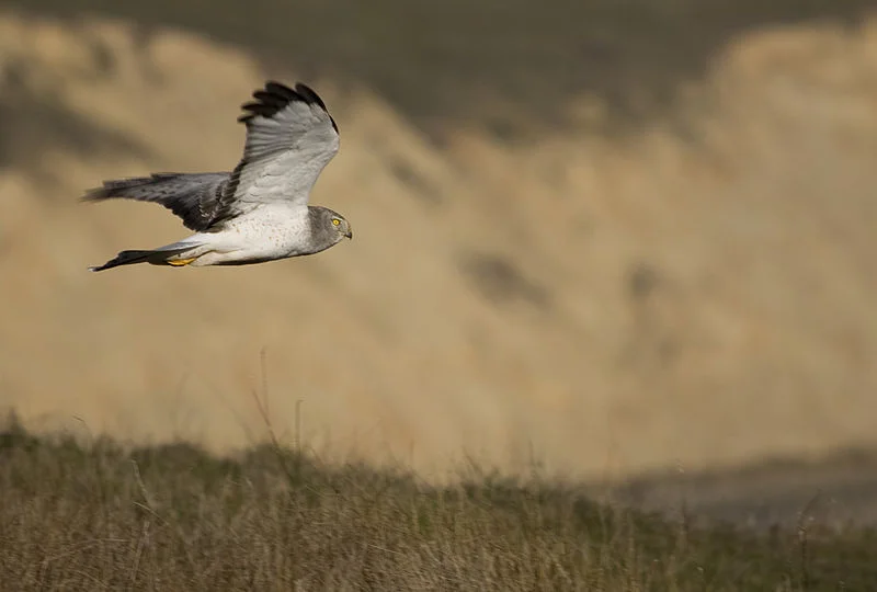 Harrier Hawk (Paulo Philippidis)