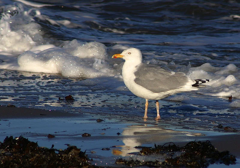 Herring Gull (Malene Thyssen)