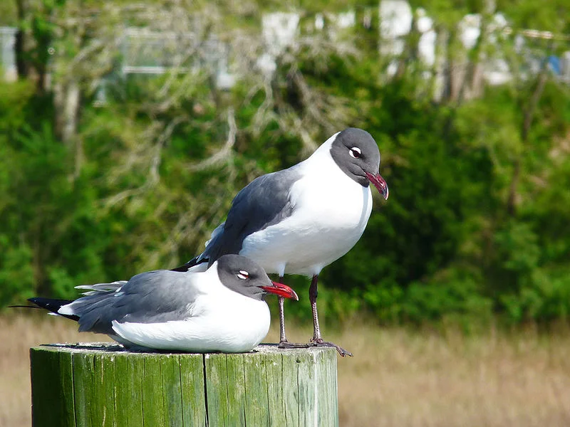 Laughing Gull (Jacques Nyemb)