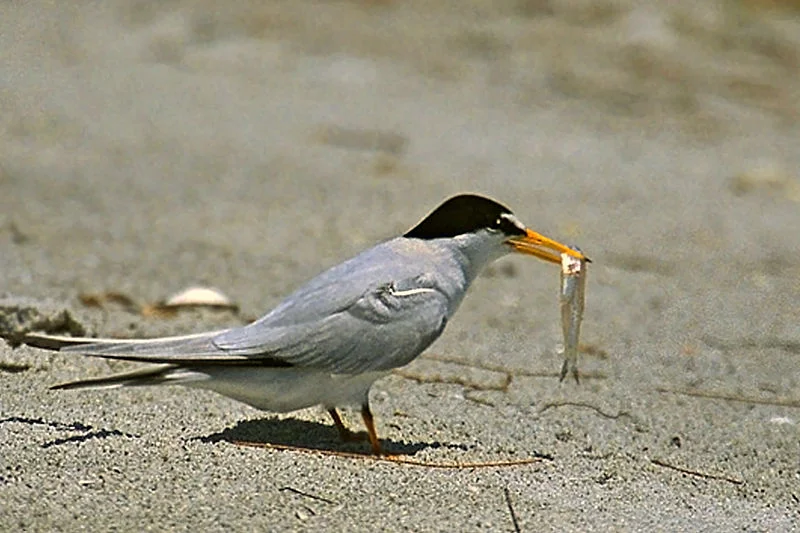 Least Tern (Peter Wallack)