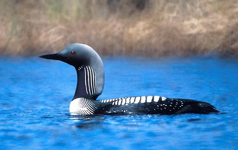 Loon (USFWS, Tim Bowman)