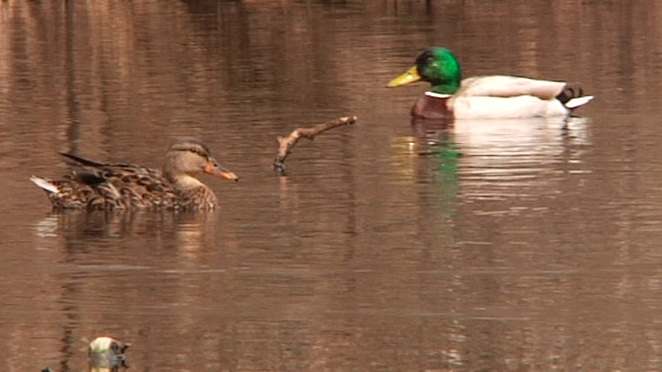 Mallard (Dan Martino)