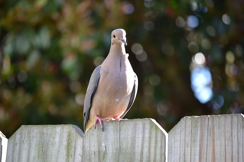 Mourning Dove (Tony Alter)