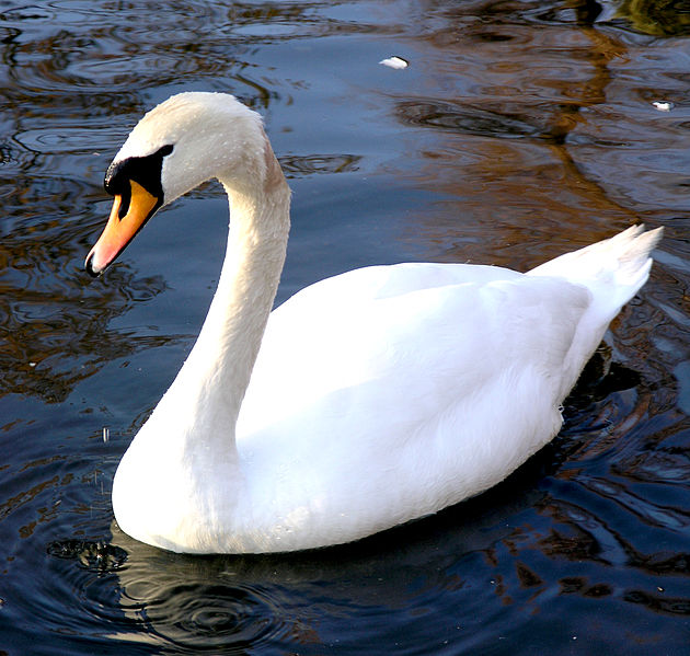 Mute Swan (Paul Boxley)