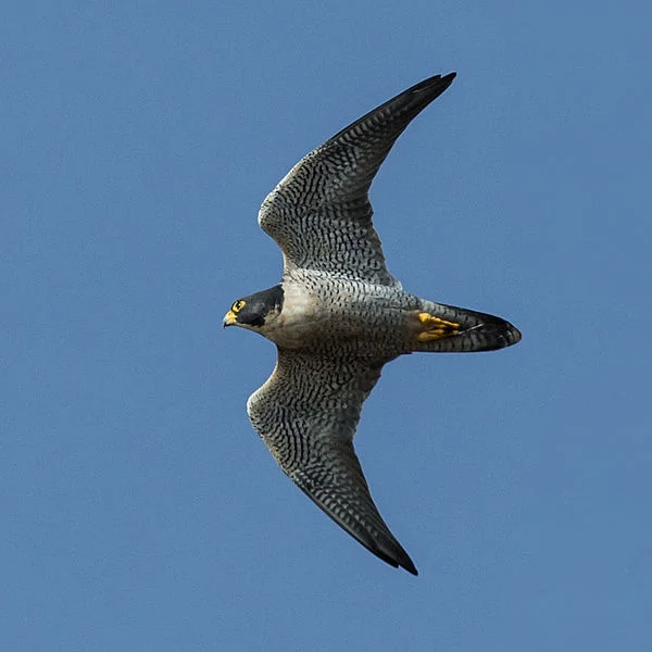 Peregrine Falcon (Mike Baird)