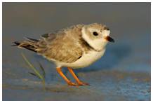 Piping Plover (Albert Herring, USFWS)