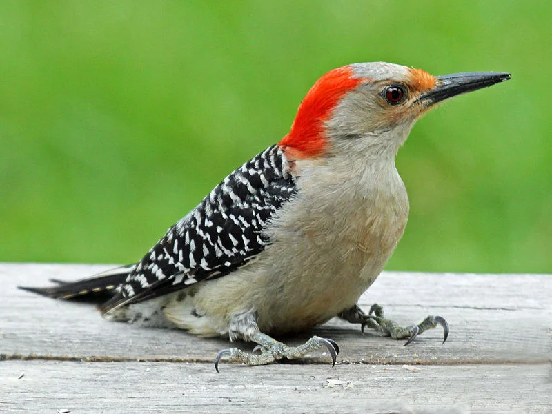 Red-Bellied Woodpecker (Dick Daniels)