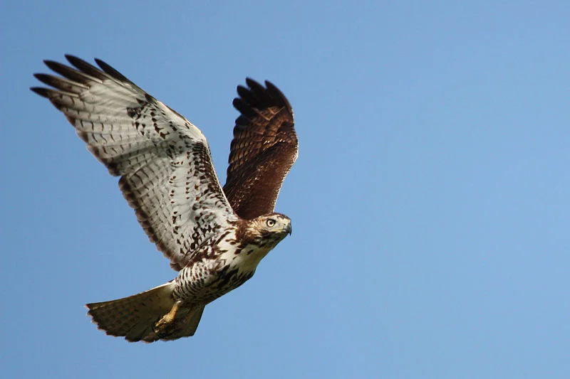 Red-Tailed Hawk (USFWS)