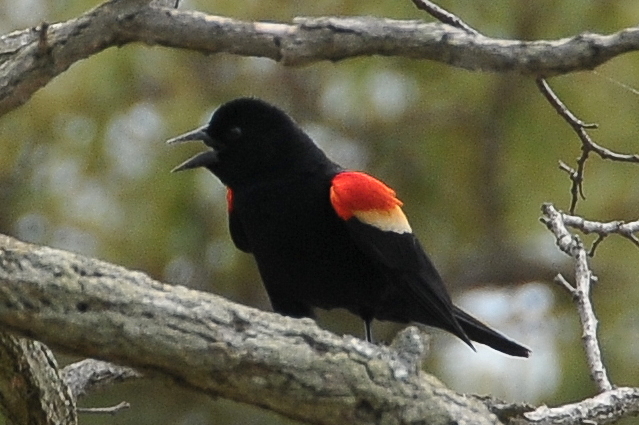 Red-winged Blackbird (Brian Ralphs)