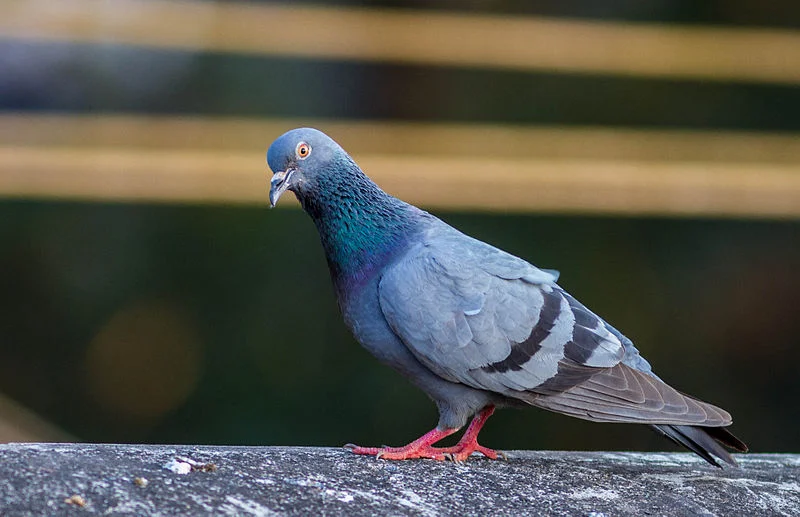 Rock Dove (Ashik Musicroom)