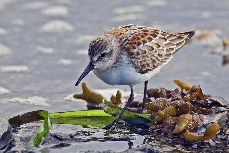 Sandpiper (Alan D. Wilson)