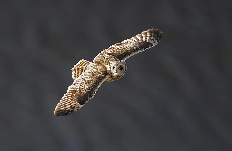 Short-eared Owl (Steve Garvie)