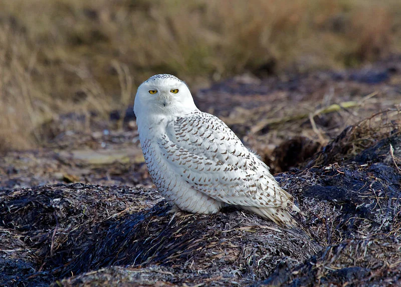 Snowy Owl (David Syzdek)