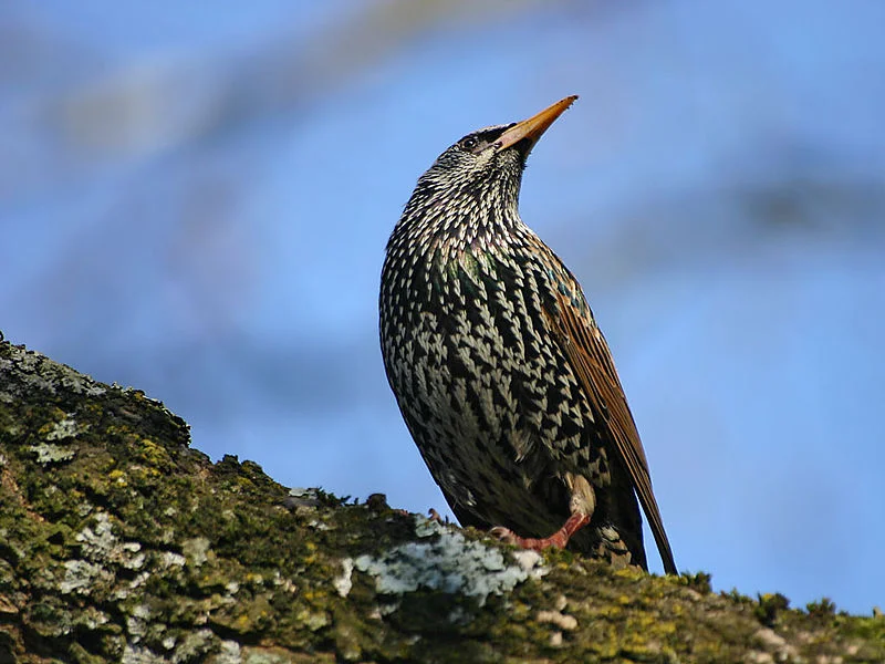 Starling (Christophe Eyquem)