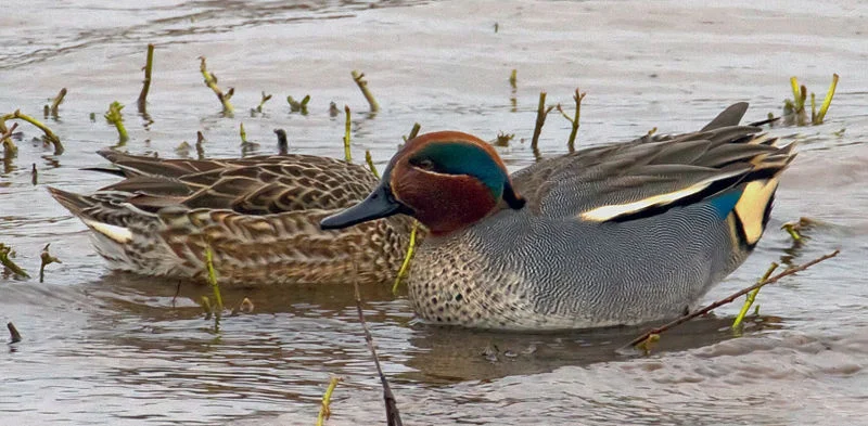 Teal (Tony Hisgett)