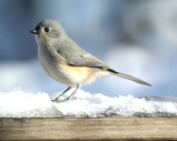 Tufted Titmouse (Magnus Manske)