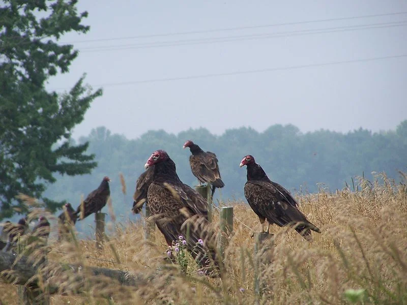 Turkey Vulture (Dixit Dominus)