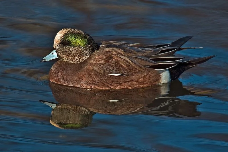 Widgeon (Alan D. Wilson)