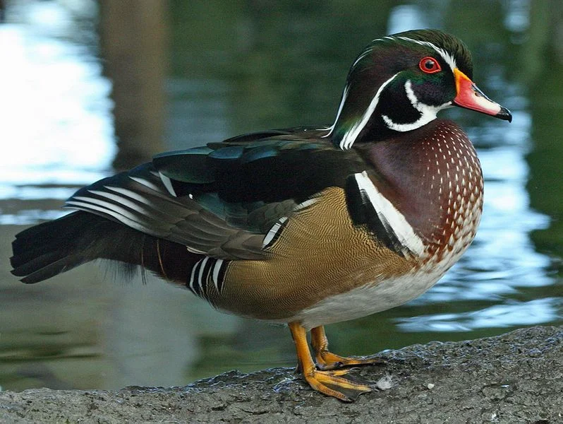 Wood Duck (Dick Daniels)