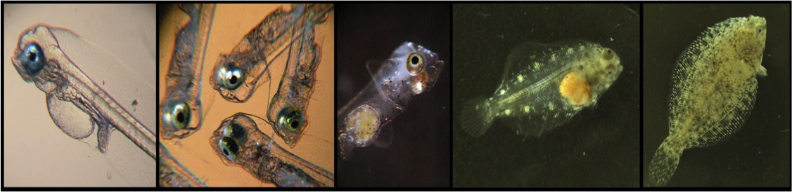 Post hatch development: 3days, 6days, 14days, 37days, 66days
