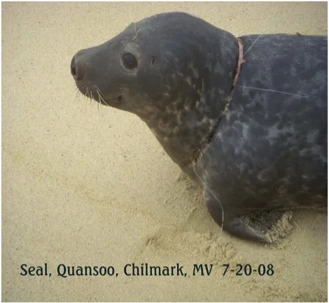 This Harbor Seal was entangled with fishing gear around the neck. The seal was captured, rehabilitated and released in Biddeford, Maine.