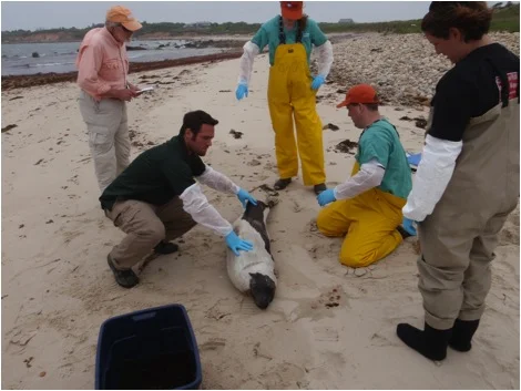 Environmental Technician, Andrew Jacobs, assists New England Aquarium staff