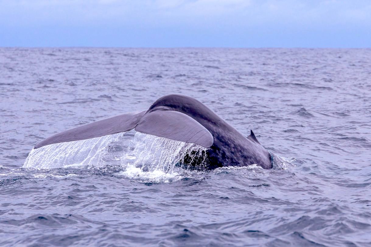 blue-whale-mirissa.jpg