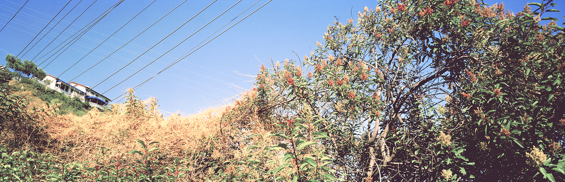 Near Laurel Canyon, Los Angeles