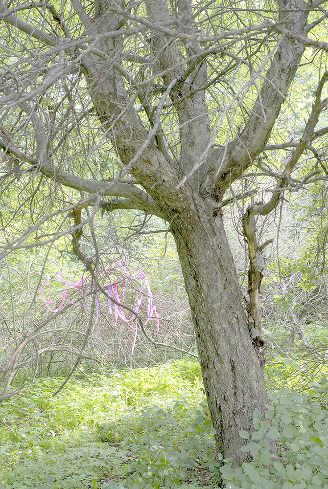 KarenHalversonIntoTheWoods07302014_1204.png