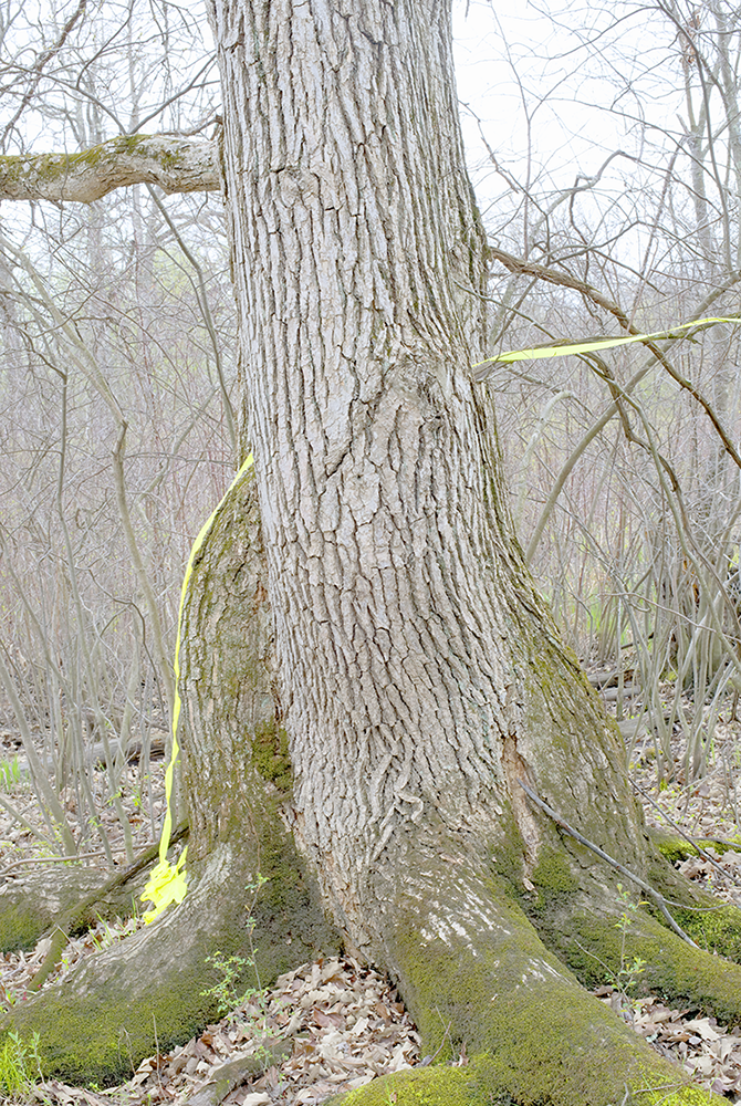 KarenHalversonIntoTheWoods04282014_50.png