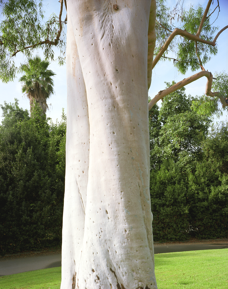 Bluegum Eucalyptus