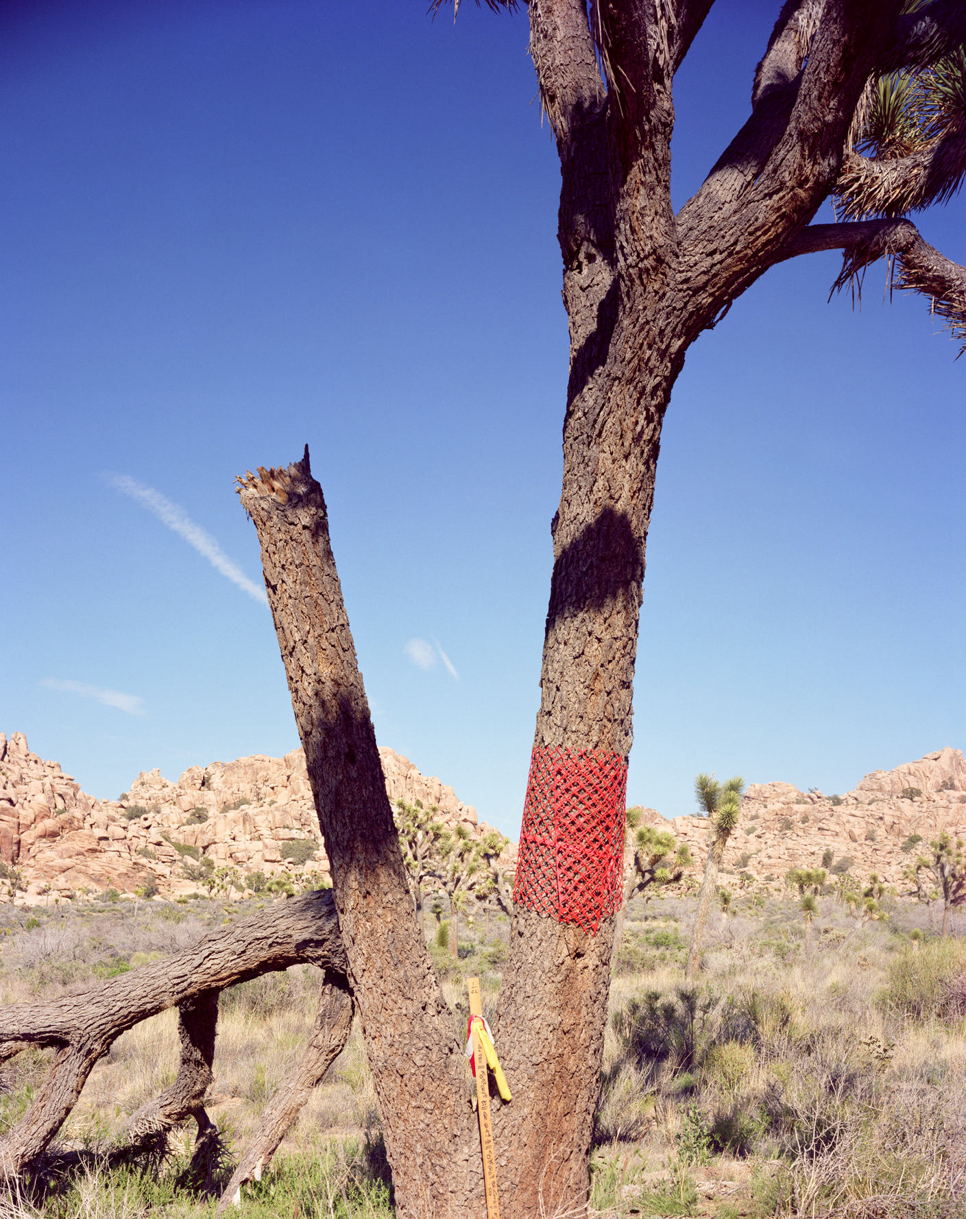 Joshua Tree