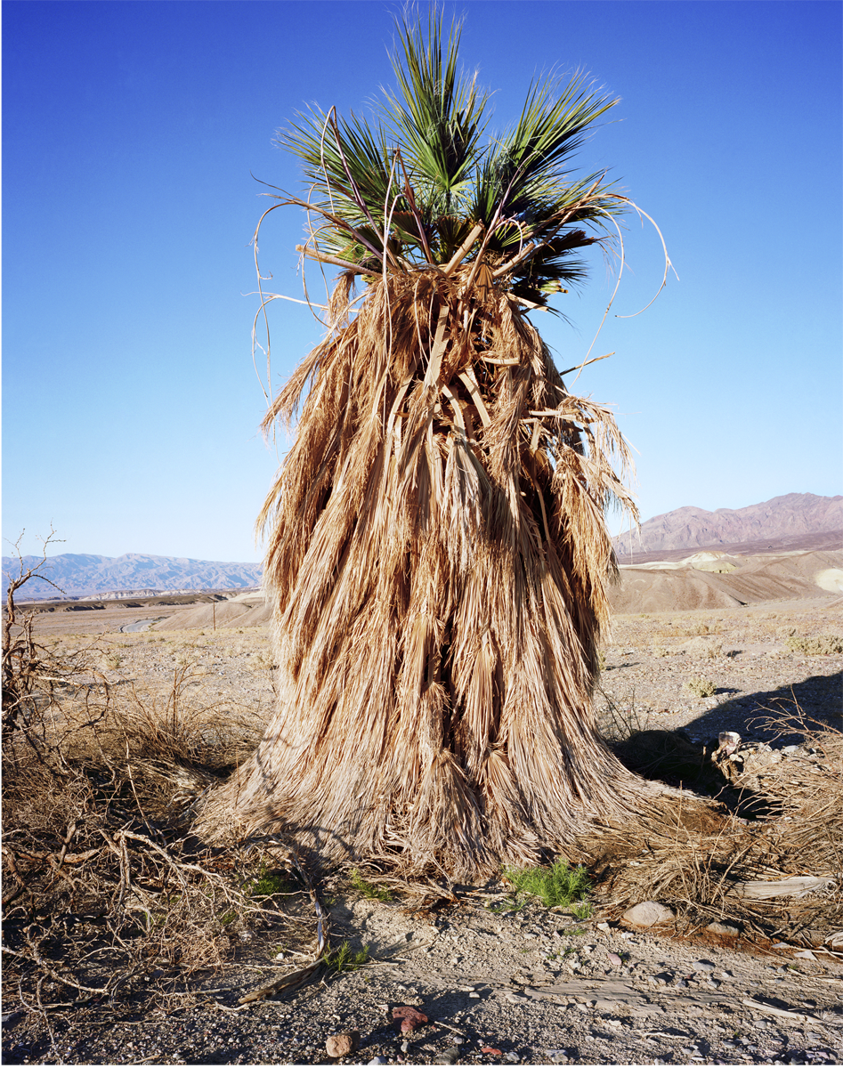 Deglet Noor Palm