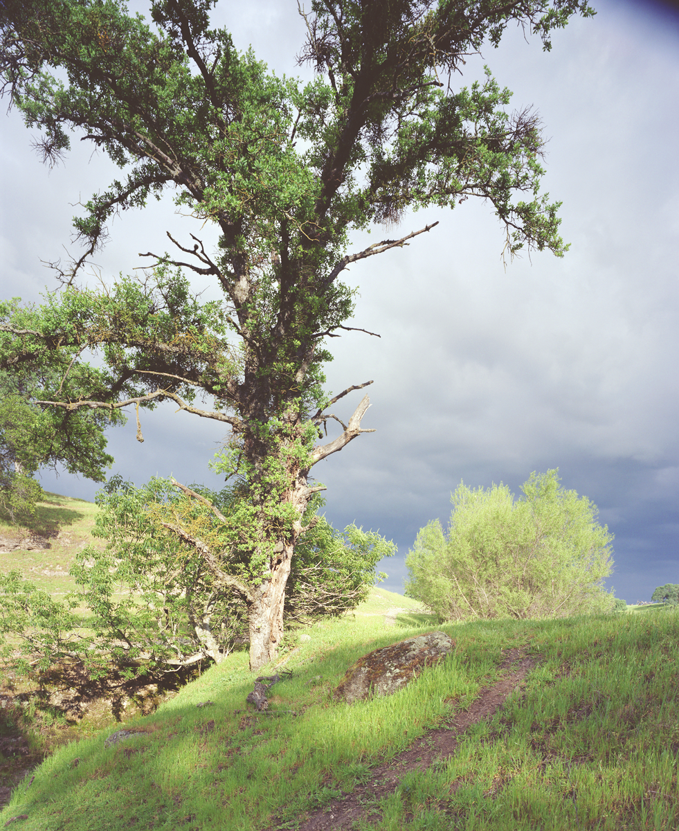 Blue Oak