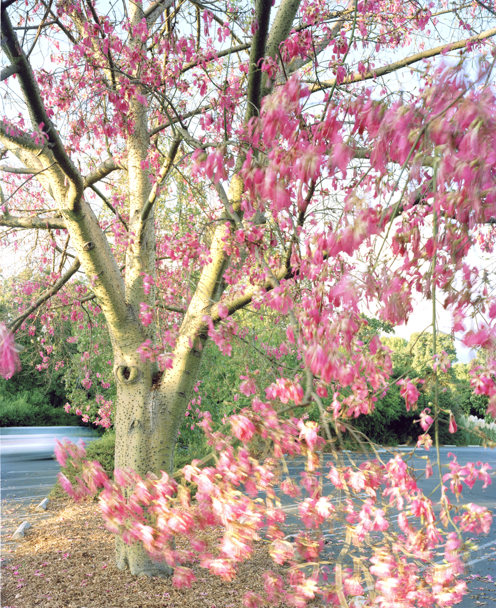 Floss Silk Tree