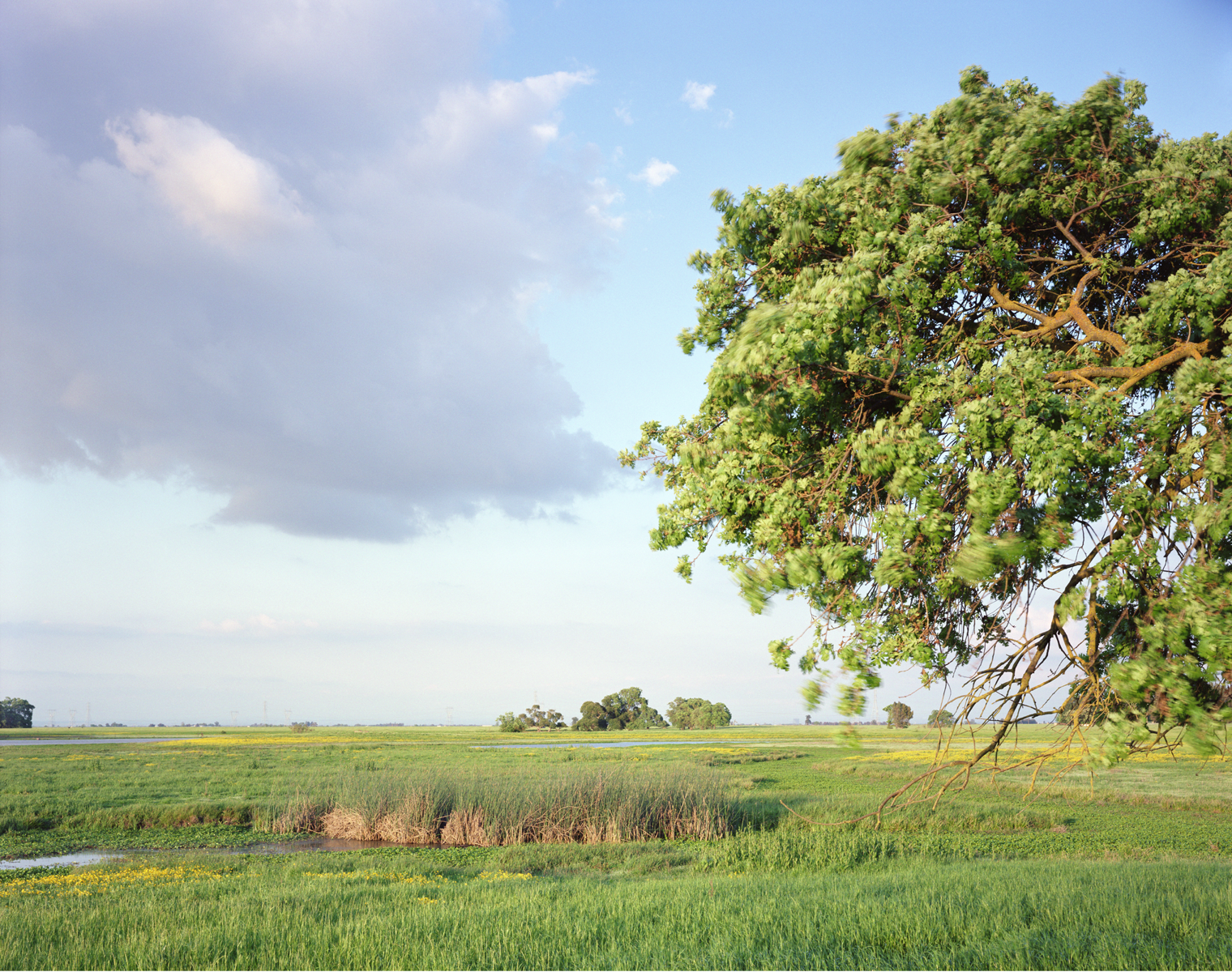 Valley Oak