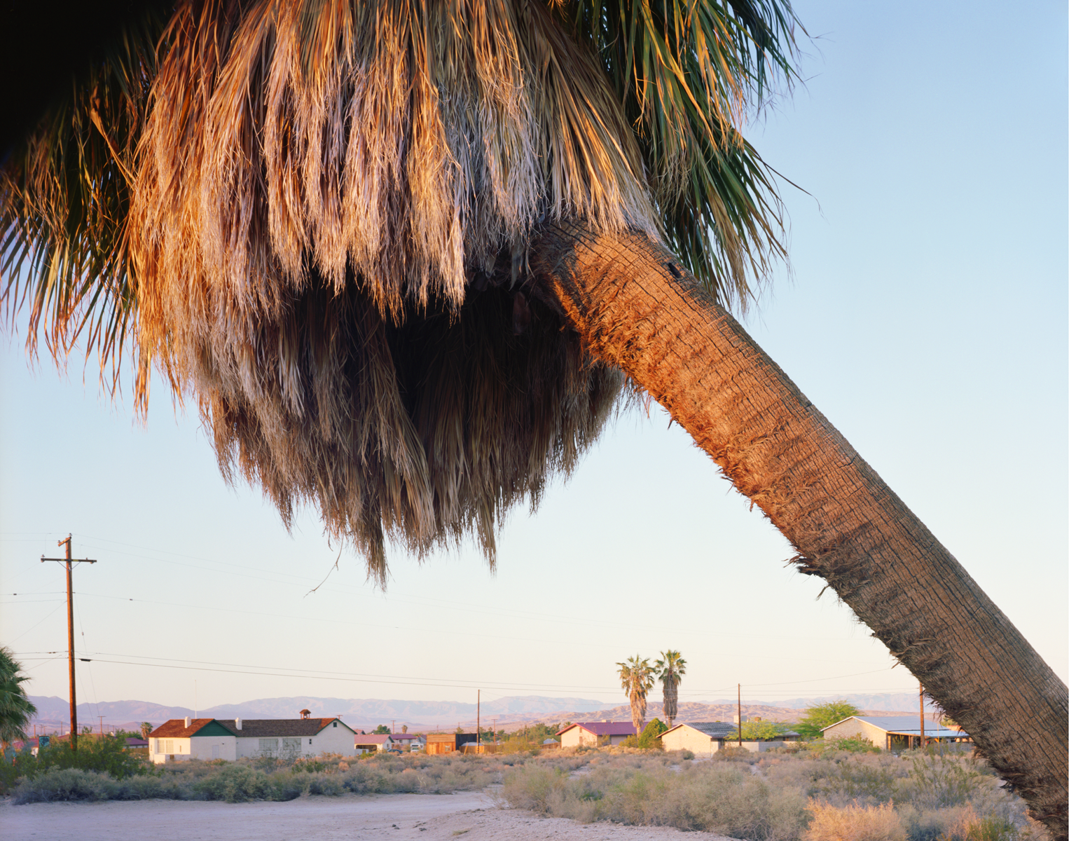 Washingtonia Palm