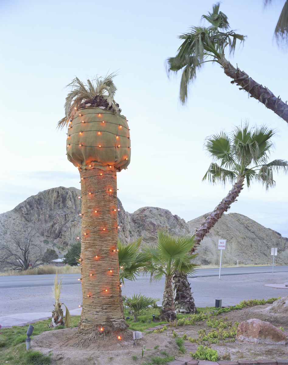 Palm