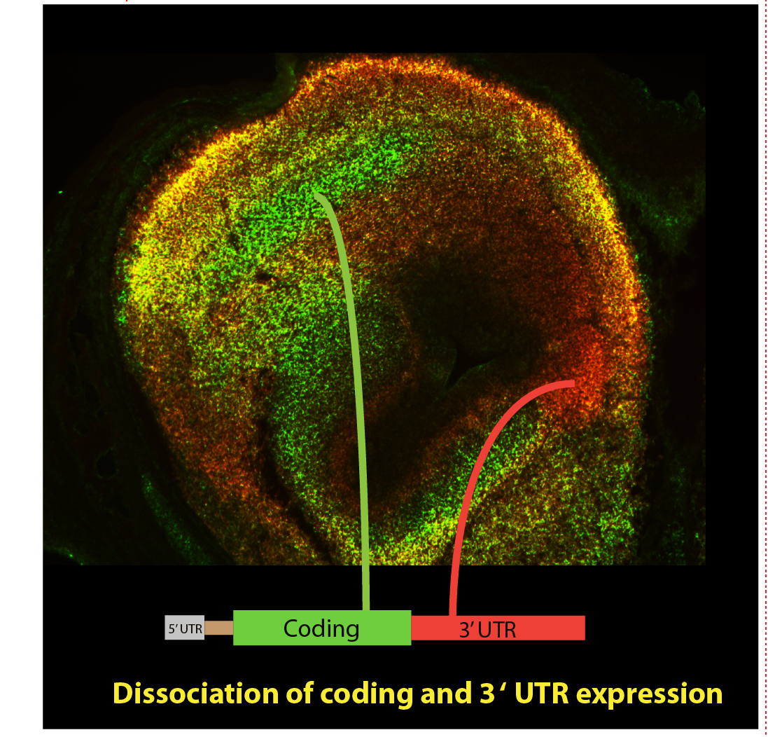 neuron cover 4mod.png