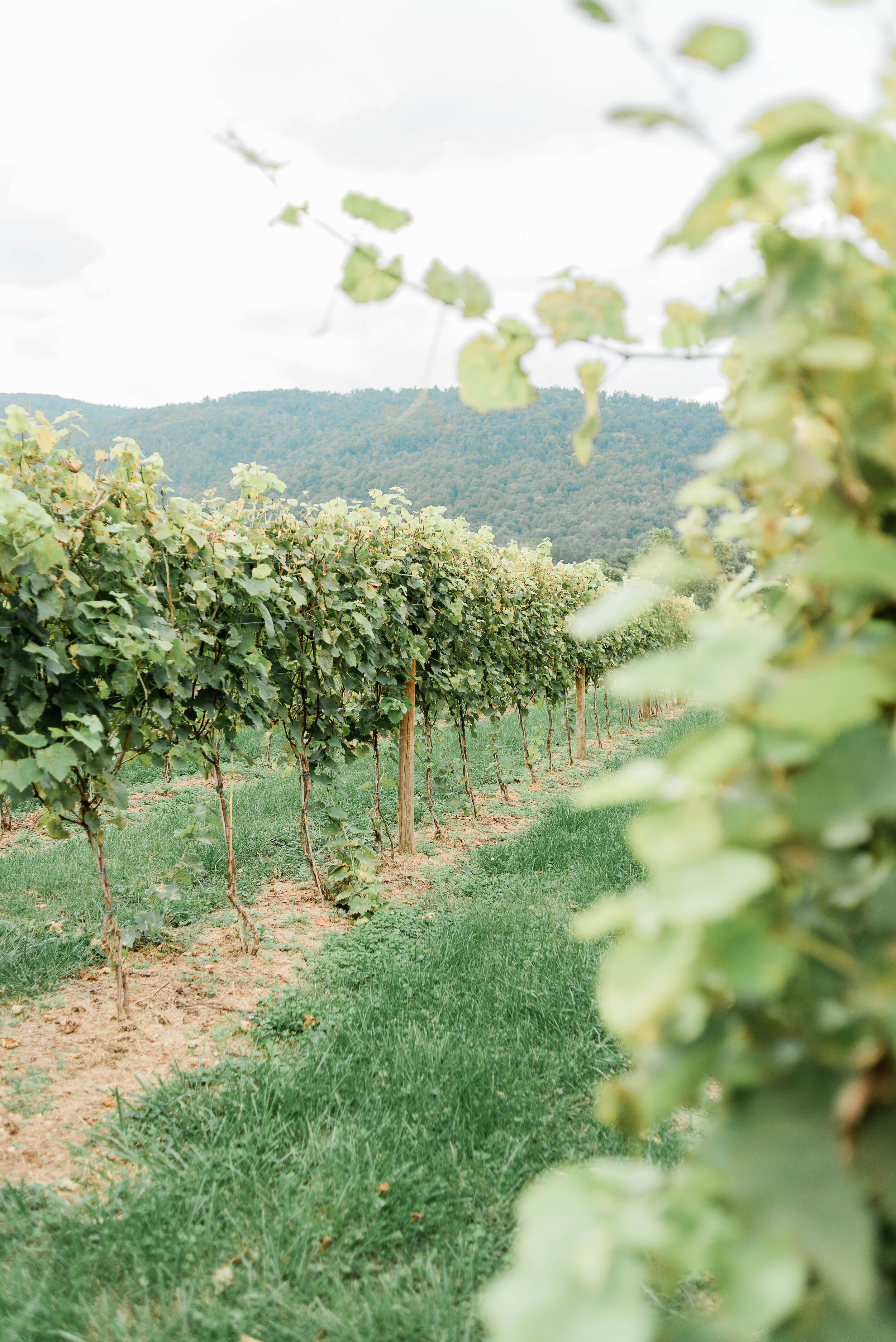 tyler+caitlin-veritas-vineyards-2020sept27-luem-photography-0067.jpg