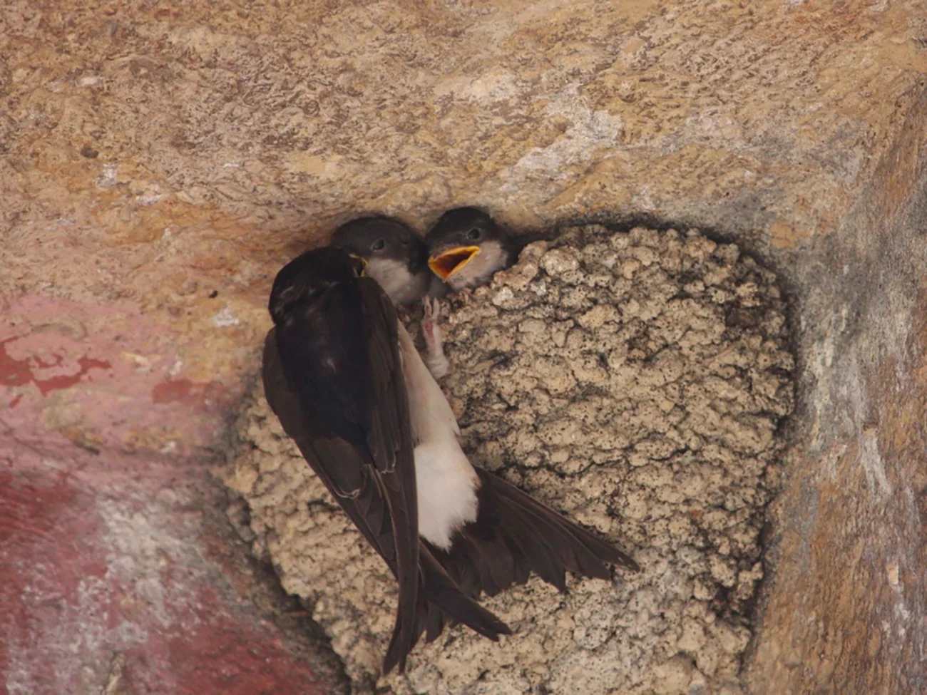 Lecture on Nesting (performa 13) images.129.jpg