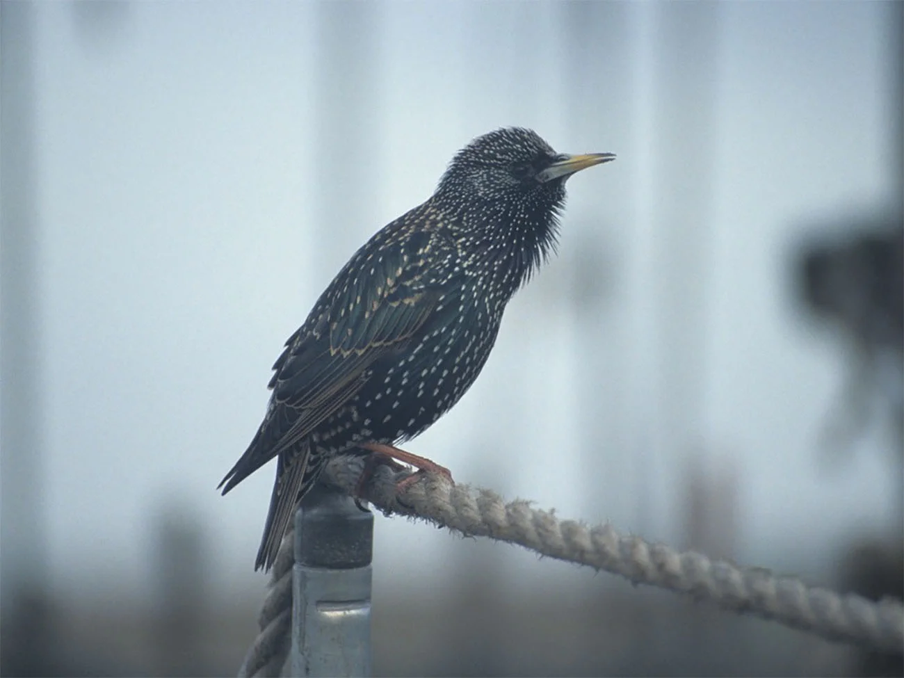 Lecture on Birdsng_Final_Bristol 2017.065.jpg