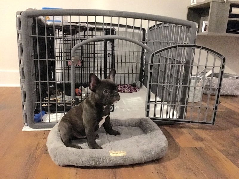 weehawken new jersey french bulldog puppy training