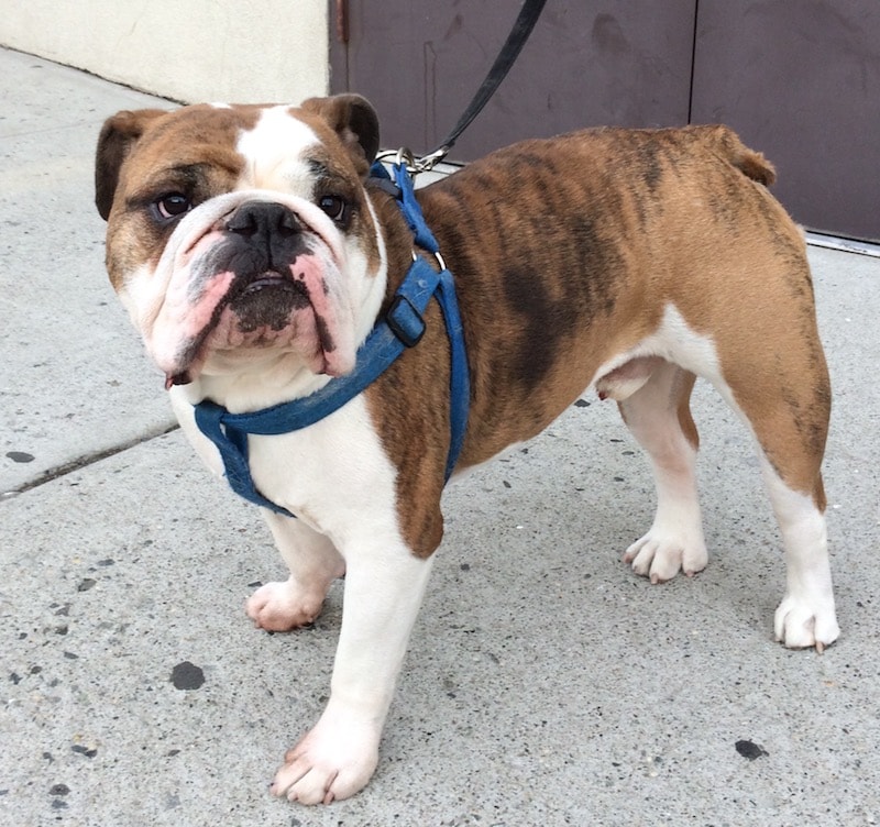 weehawken new jersey bulldog training and walking