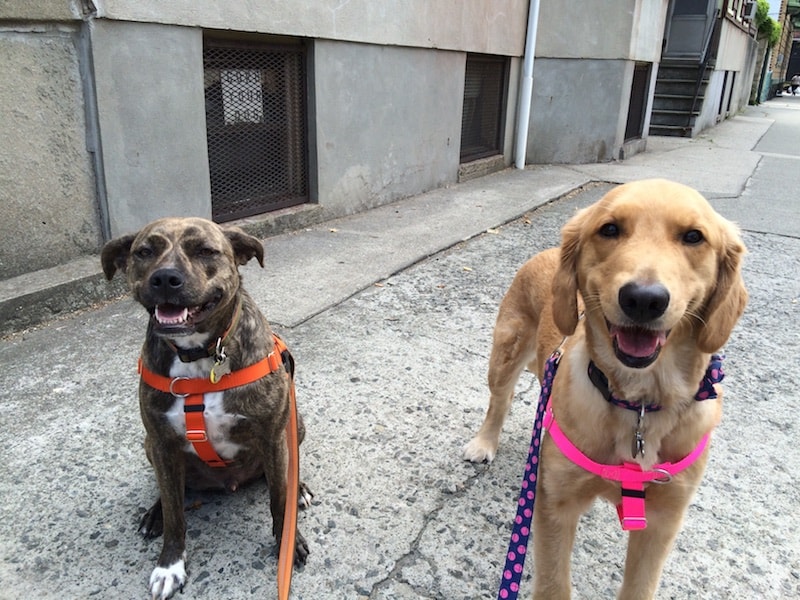 weehawken new jersey group dog hikes